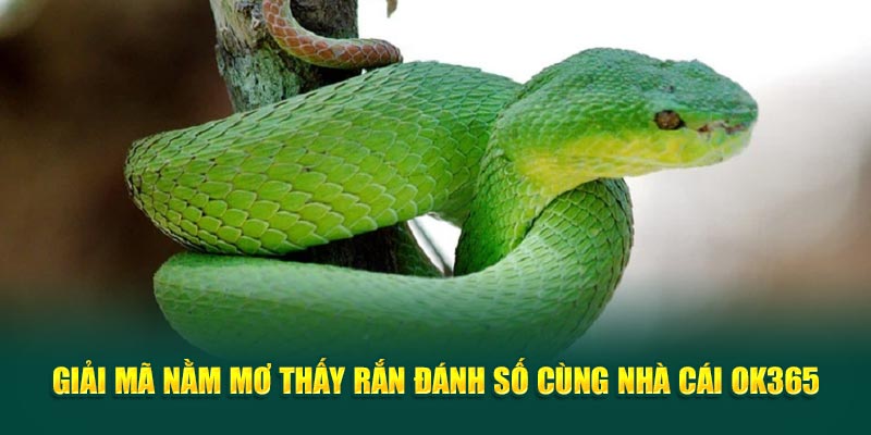 giai-ma-nam-mo-thay-ran-danh-so-cung-nha-cai-ok365