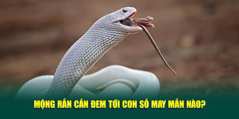 mong-ran-can-dem-toi-con-so-may-man-nao