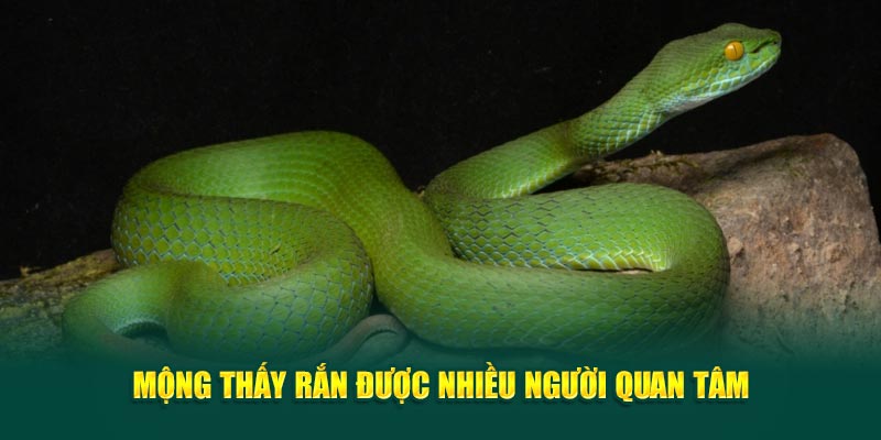 mong-thay-ran-duoc-nhieu-nguoi-quan-tam