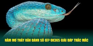 nam-mo-thay-ran-danh-so-gi-ok365-giai-dap-thac-mac